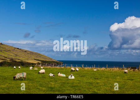 Schafe auf einer Weide an der Küste, Irland, Ring of Kerry, Dingle Halbinsel Stockfoto