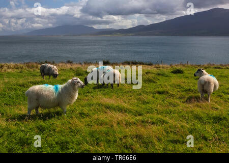 Schafe auf einer Weide an der Küste, Irland, Ring of Kerry, Dingle Halbinsel Stockfoto