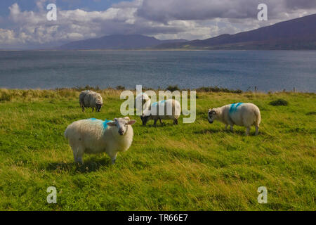 Schafe auf einer Weide an der Küste, Irland, Ring of Kerry, Dingle Halbinsel Stockfoto