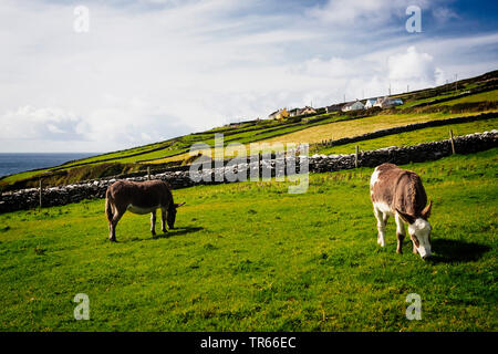 Inländische Esel (Equus asinus asinus), zwei Esel auf der Weide grasen, Irland, Ring of Kerry, Dingle Halbinsel Stockfoto