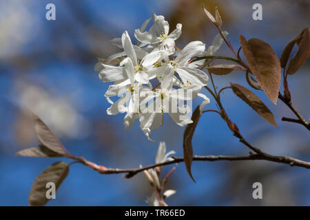 Glatte shadbush (Amelanchier laevis), blühende Stockfoto