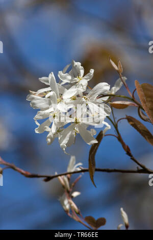 Glatte shadbush (Amelanchier laevis), blühende Stockfoto