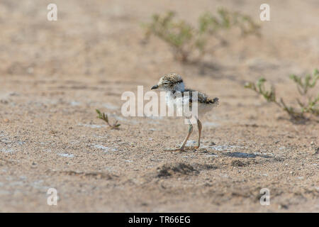 Flussregenpfeifer (Charadrius dubius), Küken auf dem Boden, Deutschland Stockfoto