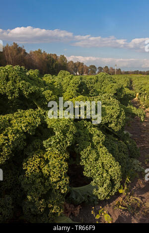 Grünkohl, borecole (Brassica oleracea var. sabellica, Brassica oleracea convar. acephala var. sabellica), Feld mit borecole, Deutschland, Bayern Stockfoto