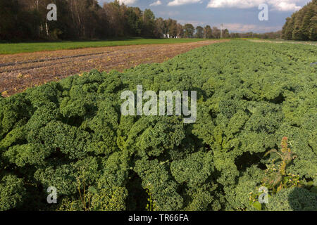 Grünkohl, borecole (Brassica oleracea var. sabellica, Brassica oleracea convar. acephala var. sabellica), Feld mit borecole, Deutschland, Bayern Stockfoto