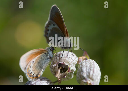 Alpine Heath (Coenonympha gardetta), sitzend auf Blumen, Deutschland Stockfoto