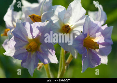 Kartoffel (Solanum tuberosum), Kartoffel Blüten im Gegenlicht, Deutschland Stockfoto