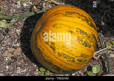 Steirische Kürbis, Steirische Ölkürbis (Cucurbita pepo var. styriaca, Curcubita pepo convar. giromontiina var. oleifera), Kürbis in einem Garten, Deutschland, Bayern Stockfoto