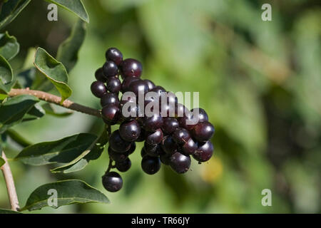Gemeinsame Liguster, golden Liguster, Liguster, Prim, Europäischen Liguster (Ligustrum vulgare), Zweig mit Früchten, Deutschland Stockfoto