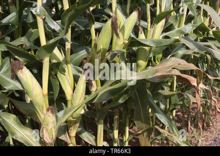 Indische Mais, Mais (Zea mays), reife Maiskolben auf einem Maisfeld, Deutschland, Bayern Stockfoto