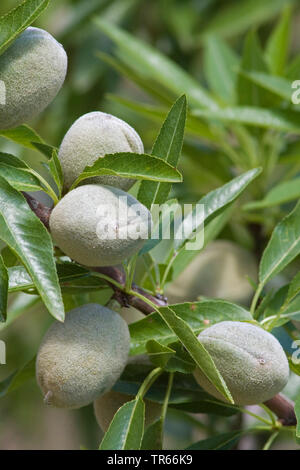 Mandelbaum (Prunus dulcis, Loquat, Biflorus Biflorus communis, dulcis), Mandel Früchte an einem Baum, Spanien, Katalonia Stockfoto