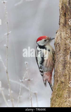 Mitte Buntspecht (Picoides medius, Dendrocopos medius), männlich in trunk, Deutschland, Bayern Stockfoto