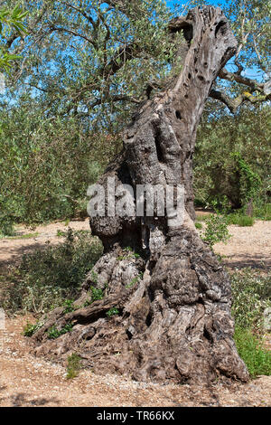 Olivenbaum (Olea europaea ssp. sativa), alte Olivenbaum auf einem Olivenhain, Spanien, Katalonia Stockfoto