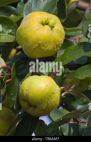 Gemeinsame Quitte (Cydonia Oblonga), Quitten auf einem Baum, Deutschland Stockfoto