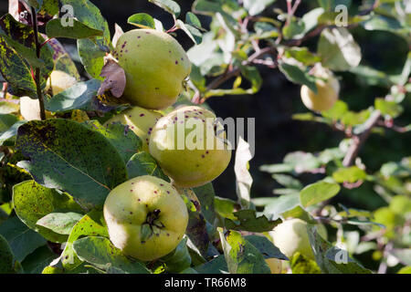 Gemeinsame Quitte (Cydonia Oblonga), Quitten auf einem Baum, Deutschland Stockfoto