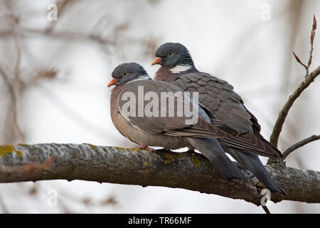 Ringeltaube (Columba palumbus), Paar nebeneinander sitzen auf einem Ast, Seitenansicht, Deutschland, Bayern Stockfoto