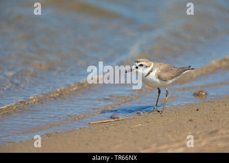 Seeregenpfeifer (Charadrius alexandrinus), auf der Suche nach Essen am Strand, Deutschland Stockfoto