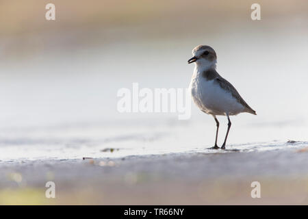 Seeregenpfeifer (Charadrius alexandrinus), auf der Suche nach Essen am Strand, Deutschland Stockfoto