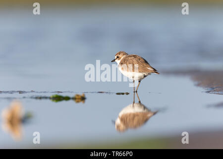 Seeregenpfeifer (Charadrius alexandrinus), auf der Suche nach Essen am Strand, Deutschland Stockfoto