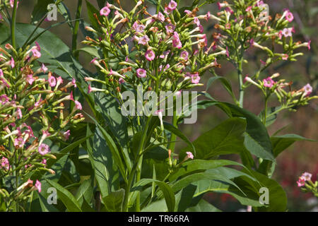 Angebaute Tabak, Tabakwaren, Tabak (Nicotiana Firma), blühende Tabakpflanze, Deutschland Stockfoto