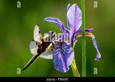 Vier - libellula gesichtet, vier-Chaser gesichtet, vier Spot (Libellula quadrimaculata), sitzend auf einer Blüte von eine Iris, Deutschland, Bayern Stockfoto