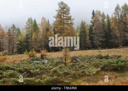 Savin Savin, Wacholder (Juniperus sabina), Bevölkerung in den Alpen, Italien Stockfoto