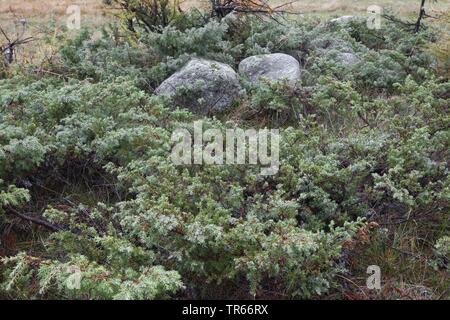 Savin Savin, Wacholder (Juniperus sabina), Bevölkerung in den Alpen, Italien Stockfoto