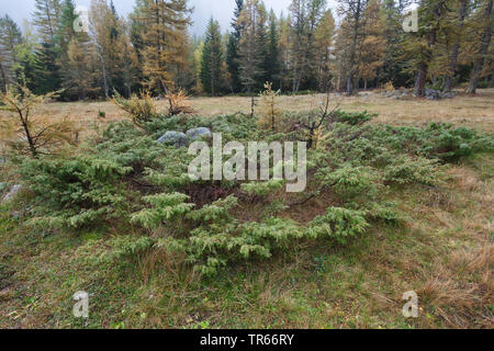 Savin Savin, Wacholder (Juniperus sabina), Bevölkerung in den Alpen, Italien Stockfoto