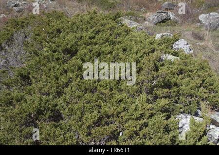 Savin Savin, Wacholder (Juniperus sabina), Bevölkerung in den Alpen, Italien Stockfoto