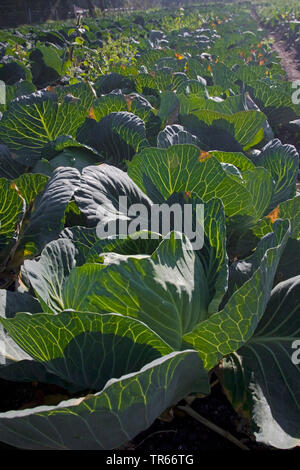 Weißkohl (Brassica oleracea var. capitata f. alba), Weißkohl auf einem Feld, Deutschland Stockfoto