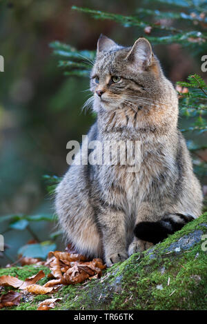 Europäische Wildkatze, Wald Wildkatze (Felis silvestris silvestris), im Wald sitzen, Deutschland, Bayern Stockfoto