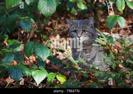 Europäische Wildkatze, Wald Wildkatze (Felis silvestris silvestris), in einem Wald sitzt, Deutschland, Bayern Stockfoto