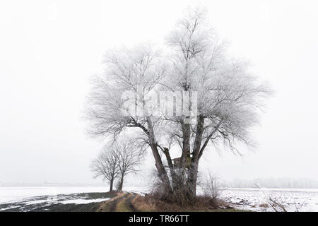 Raureif auf einen Baum im Feld Landschaft, Deutschland, Bayern Stockfoto