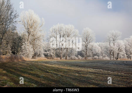 Raureif auf den Bäumen und Sträuchern im Bereich Landschaft, Deutschland, Bayern Stockfoto