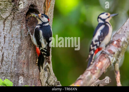 Buntspecht (Picoides major, Dendrocopos major), männlich mit Futter in der Rechnung am breeing Höhle, Deutschland, Bayern, Niederbayern, Oberbayern Stockfoto