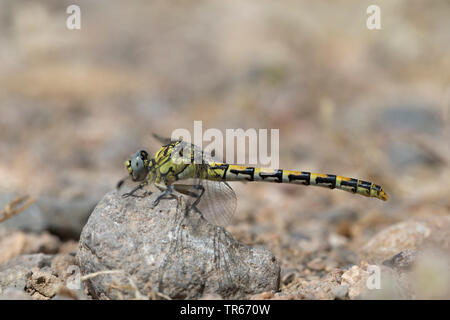 Grünäugige Haken - Dragonfly angebundene (Onychogomphus forcipatus), auf dem Boden sitzend, Griechenland Stockfoto