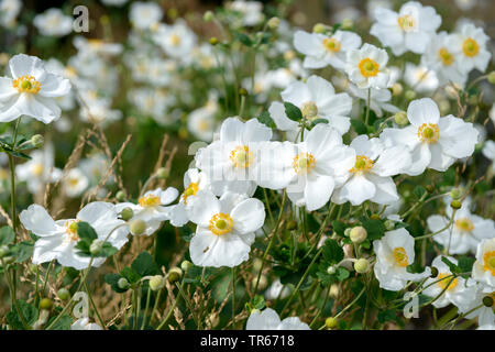 Japanische Anemone, Japanisch Cuneata (Anemone japonica 'Honorine Jobert', Anemone japonica Honorine Jobert, Anemone hupehensis var. japonica, Hybride), Sorte Honorine Jobert Stockfoto