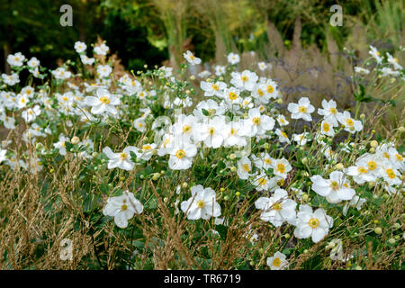 Japanische Anemone, Japanisch Cuneata (Anemone japonica 'Honorine Jobert', Anemone japonica Honorine Jobert, Anemone hupehensis var. japonica, Hybride), Sorte Honorine Jobert Stockfoto