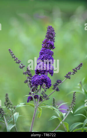 Flieder, Violett Flieder, Sommer lila, Schmetterling, Bush, Orange Eye (Buddleja davidii 'Black Knight', Buddleja davidii, schwarze Ritter, Sommerflieder davidii), Sorte Black Knight Stockfoto