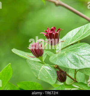 Carolina Piment (Calycanthus floridus), blühender Zweig, Deutschland, Berlin Stockfoto