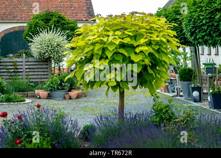 Indische bean Tree (Catalpa bignonioides 'Aurea', Catalpa bignonioides Aurea), Sorte Aurea in einem Vorgarten, Deutschland Stockfoto