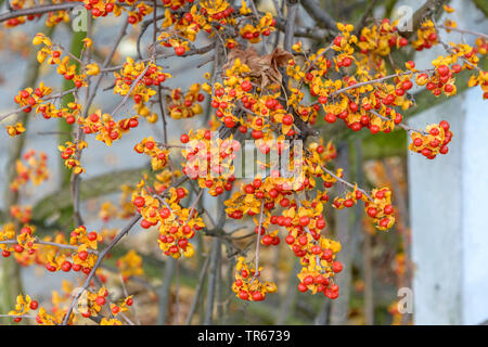 Chinesische bittersweet (Celastrus rosthornianus), Obst