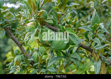 Chinesischer Quitte, Cathaya blühende Quitte (Chaenomeles cathayensis), Zweig mit Früchten, Deutschland, Niedersachsen Stockfoto