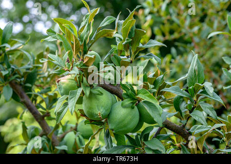 Chinesischer Quitte, Cathaya blühende Quitte (Chaenomeles cathayensis), Zweig mit Früchten Stockfoto