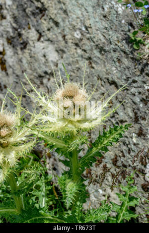 Gelbe Thistle (Cirsium spinosissimum), blühende, Österreich, Nationalpark Hohe Tauern Stockfoto