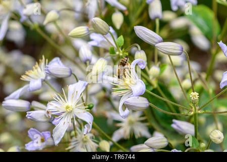 Clematis, Jungfrauen - bower (Clematis 'Mrs Robert Brydon', Clematis Rüütel), blühende, Sorte Rüütel Stockfoto