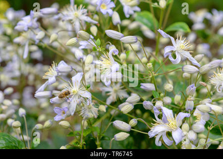 Clematis, Jungfrauen - bower (Clematis 'Mrs Robert Brydon', Clematis Rüütel), blühende, Sorte Rüütel Stockfoto