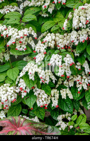 Blutende Herz Rebe, blutende Herz glorybower, Herrlichkeit Baum (Clerodendrum thomsoniae), blühende, Deutschland, Bayern Stockfoto