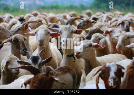 Die Ziege (Capra Hircus, Capra aegagrus f. hircus), Ziegen und Schafe in eine Herde, Deutschland Stockfoto