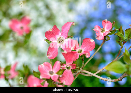 Blühende Hartriegel, Amerikanische Buchsbaum (Cornus Florida weetwater', Cornus florida Sweetwater), Sorte Sweetwater, Deutschland, Sachsen Stockfoto